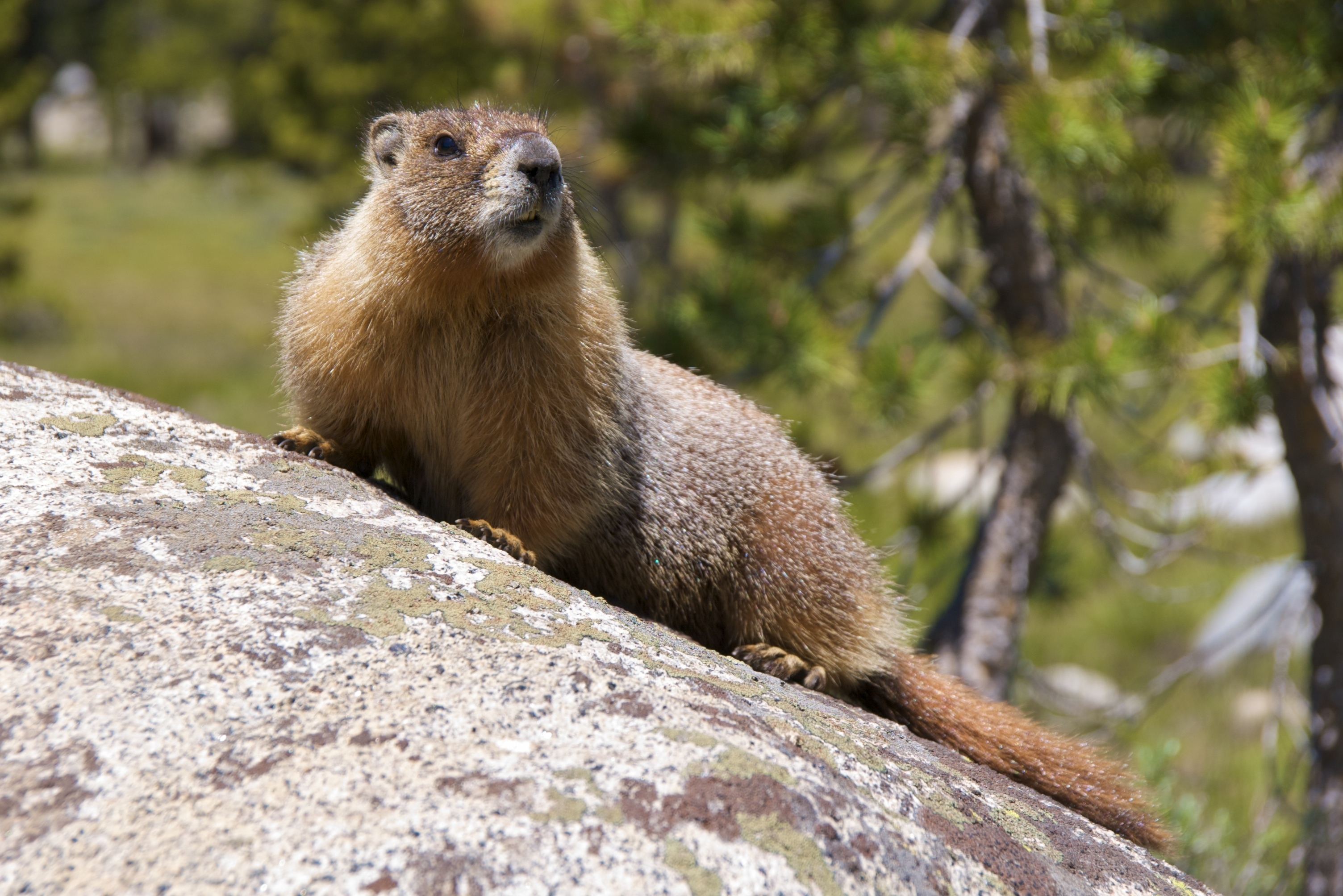 Yellow-bellied Marmot - Stop Clearcutting California